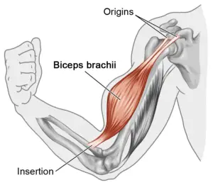 Origins and insertion of the biceps brachii