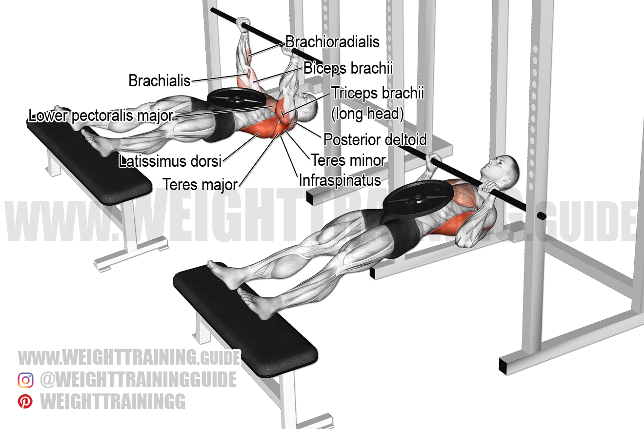 Inverted Barbell Row Muscles Worked At Becky Craig Blog