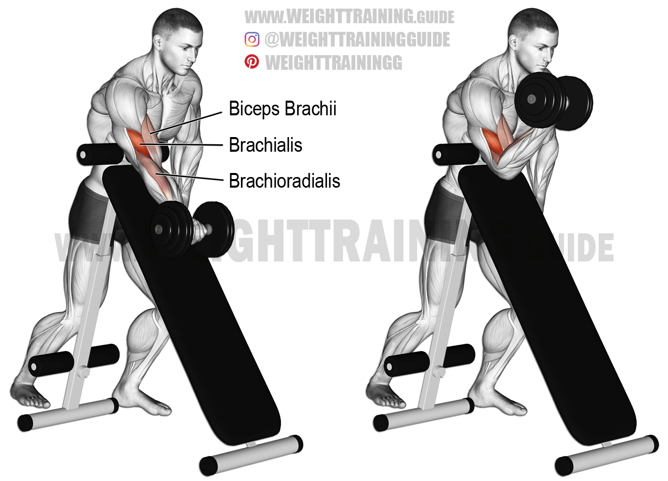 Dumbbell Preacher Curls Dumbbell Preacher Curls