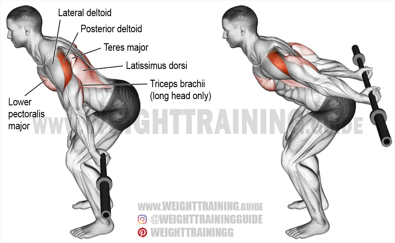 Bent-over barbell reverse raise exercise instructions and video
