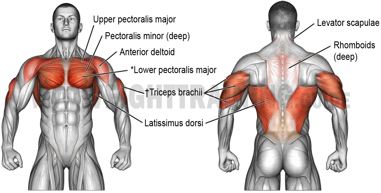 Muscles activated by dipping exercises