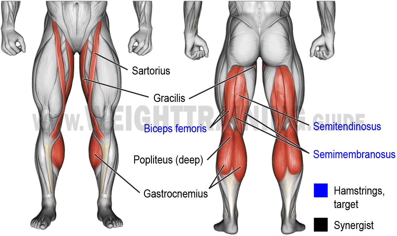 Exercises That Activate Knee flexion Exercises Muscle Activation Guide Exercises That Activate Knee flexion Exercises Muscle Activation Guide