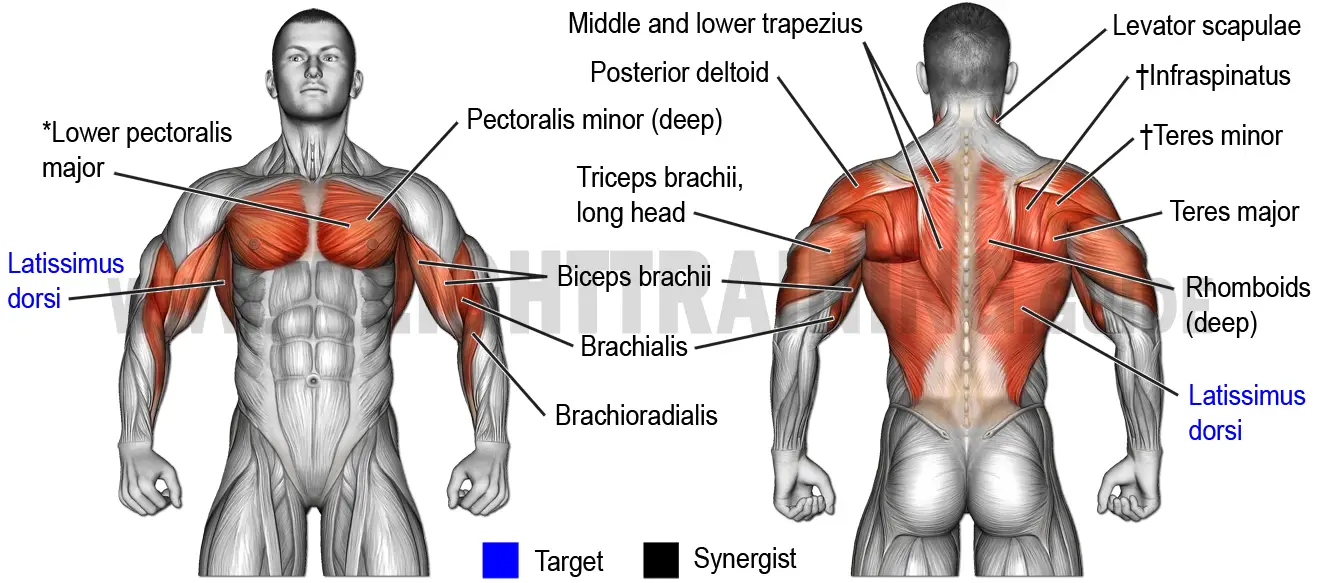 Muscles activated by vertical pulling exercises