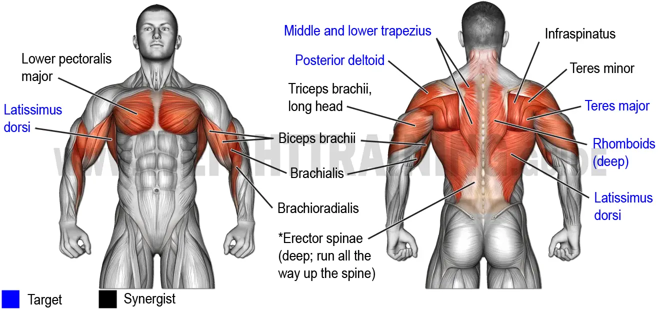 Muscles activated by horizontal pulling exercises, upper arms close to torso
