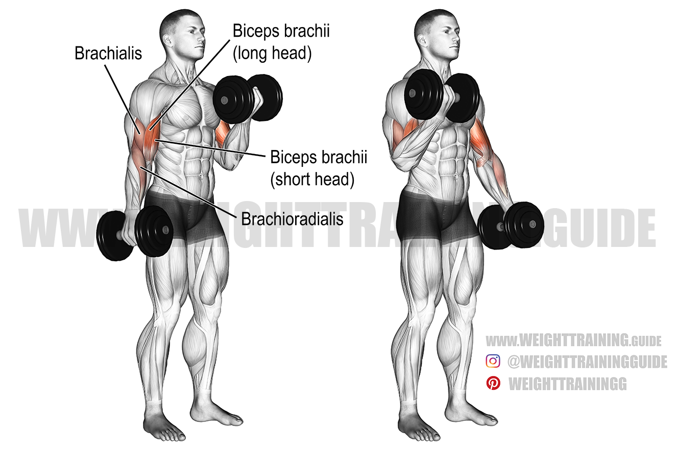 Dumbbell curl exercise instructions and video | Weight Training Guide