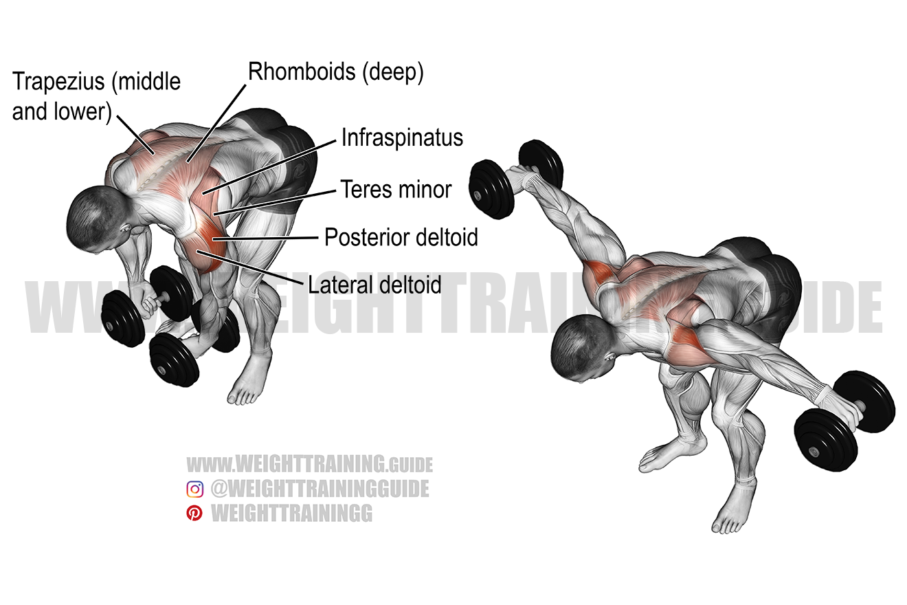 Reverse Dumbbell Fly Exercise Guide And Video Weight Training Guide Reverse Dumbbell Fly Exercise Guide And Video Weight Training Guide
