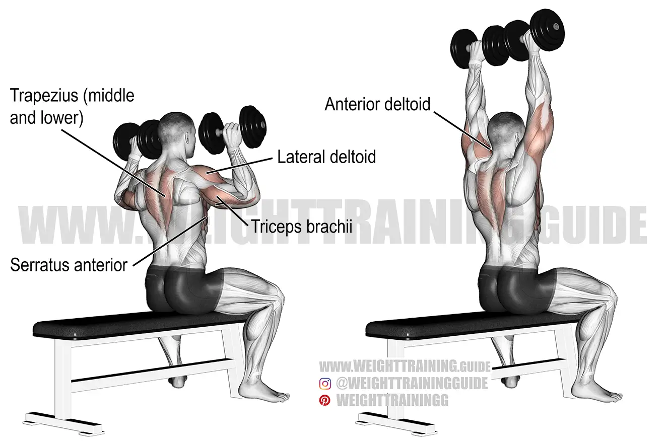 Seated dumbbell overhead press exercise