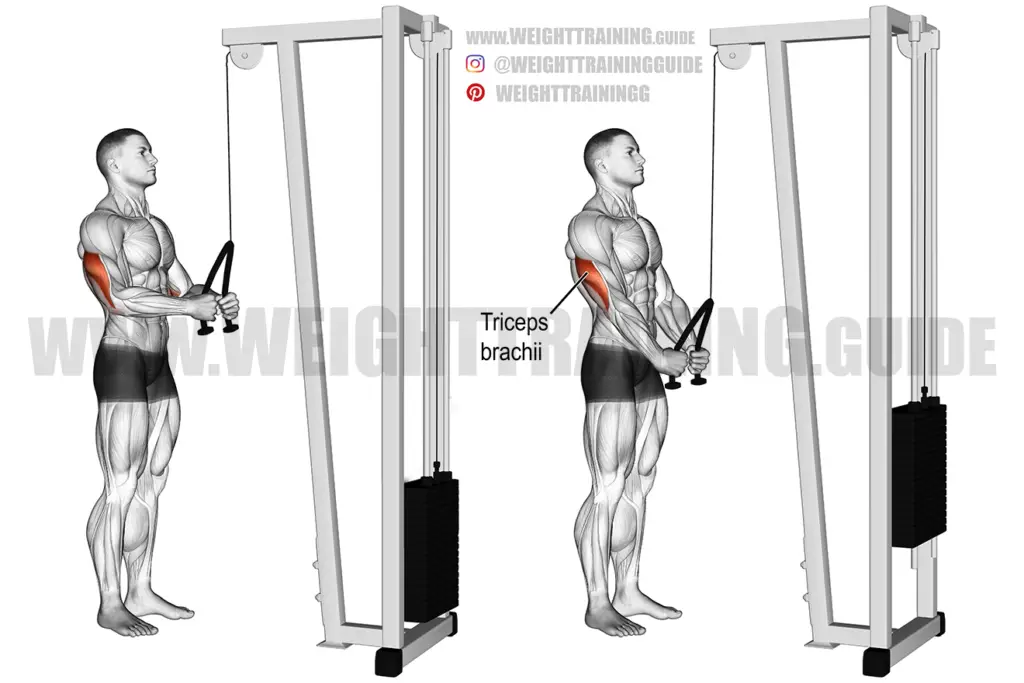 Triceps rope pushdown exercise guide and video Weight Training Guide