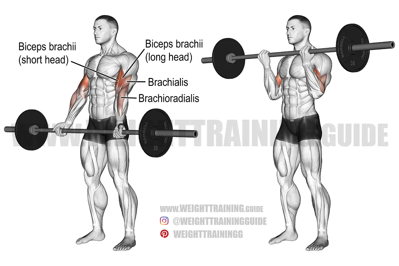Barbell curl exercise