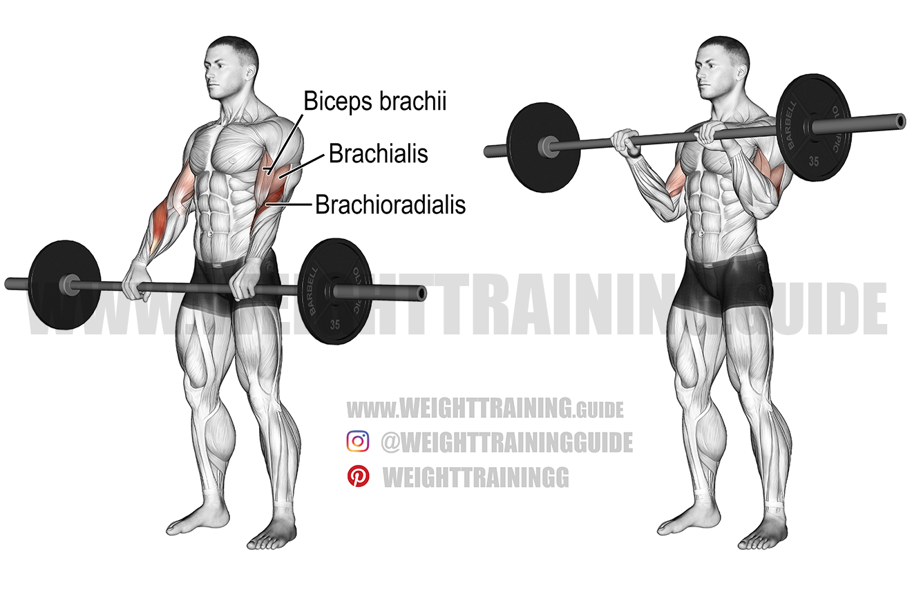 Barbell reverse curl exercise instructions and video