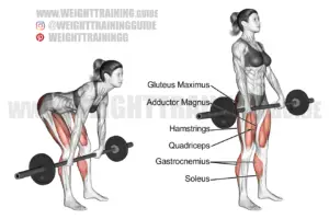 Barbell Romanian deadlift exercise instructions and video | Weight ...