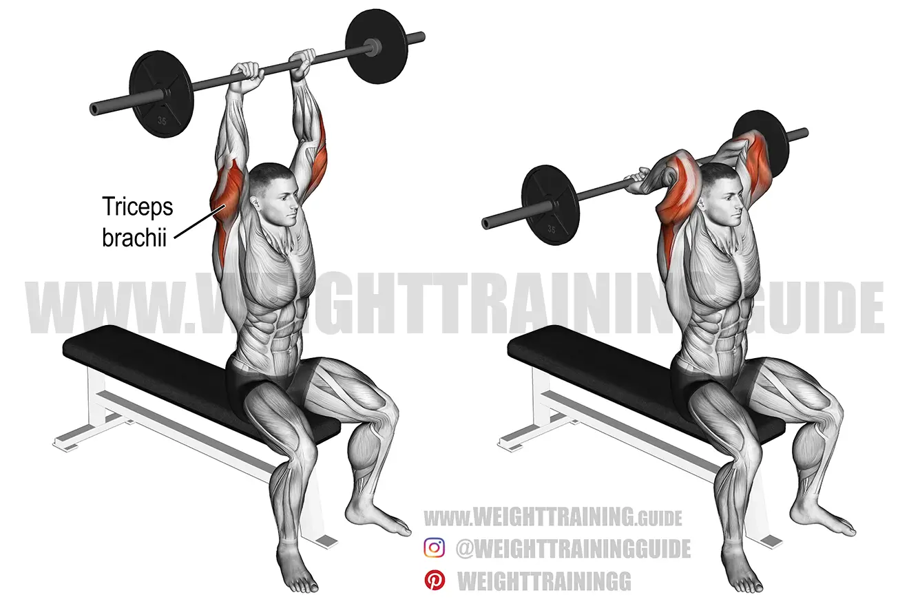 Seated overhead barbell triceps extension exercise