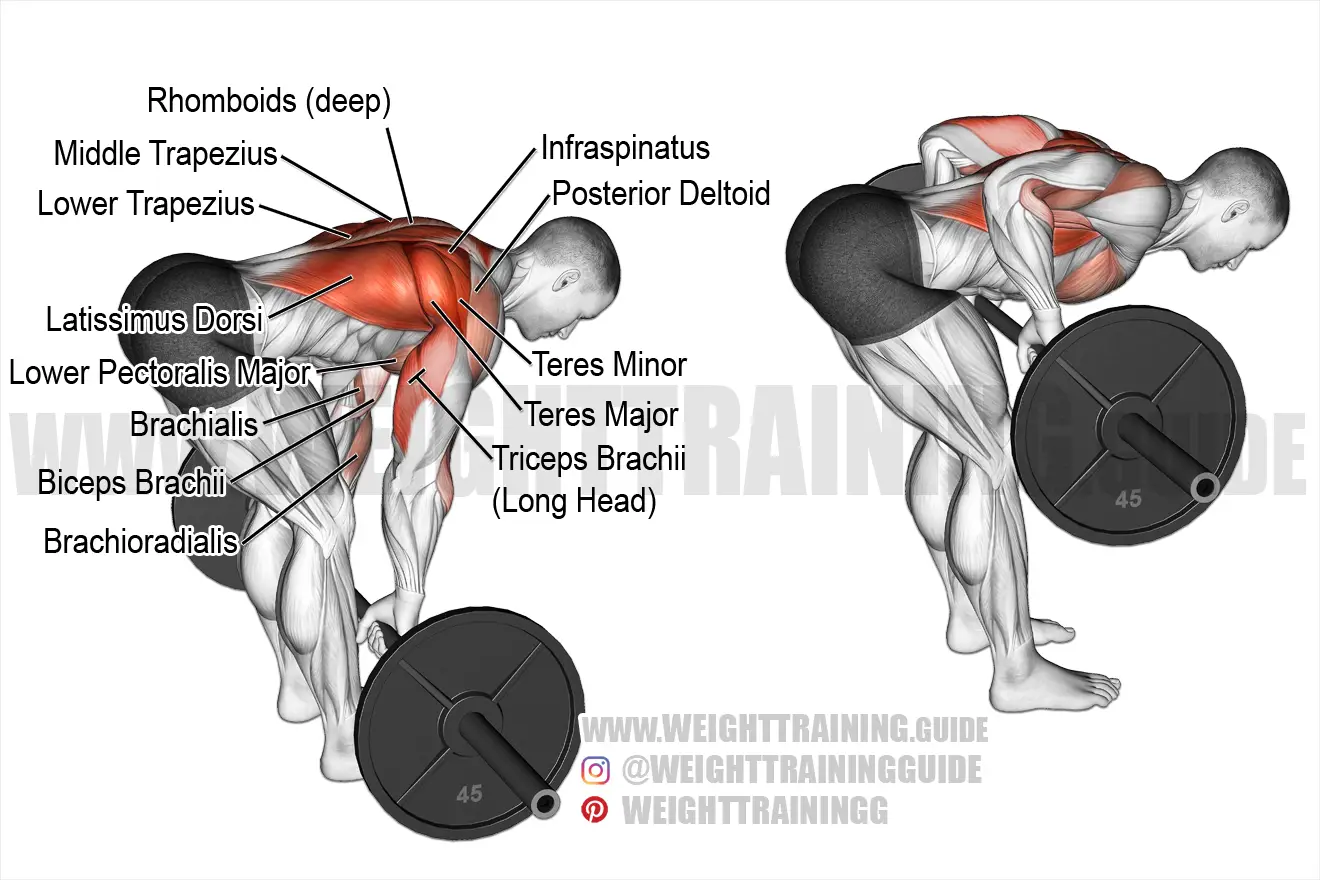 Muscles Worked by the Bent-Over Barbell Row