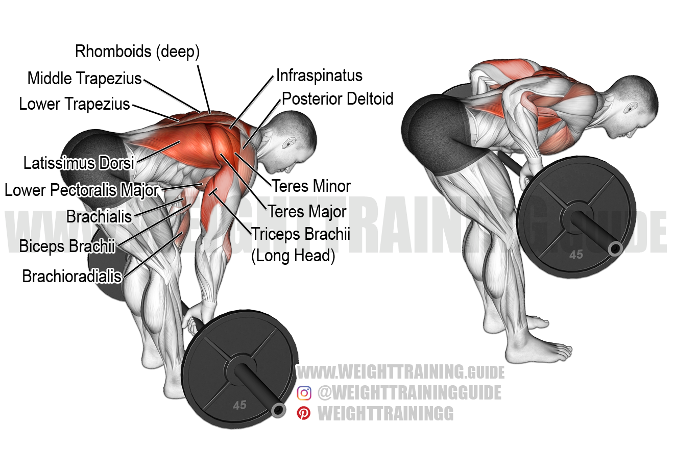 Bent over barbell row exercise guide and video Weight Training Guide