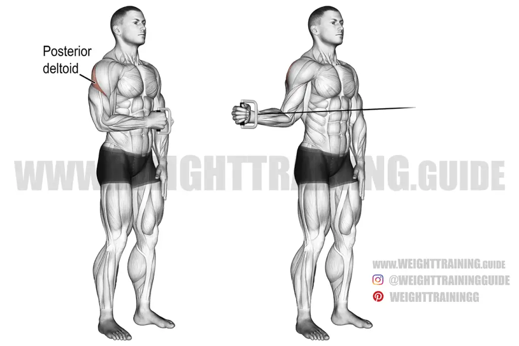 Cable external shoulder rotation guide and video | Weight Training Guide