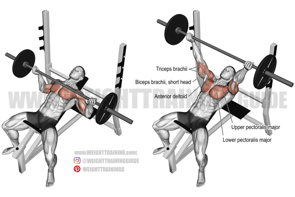 Dumbbell fly exercise instructions and videos | Weight Training Guide