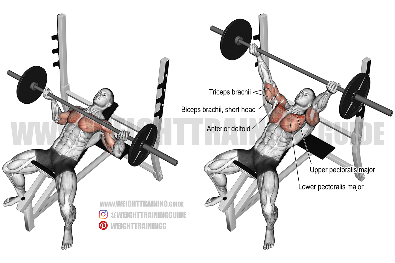 Incline reverse grip barbell bench press exercise guide and videos