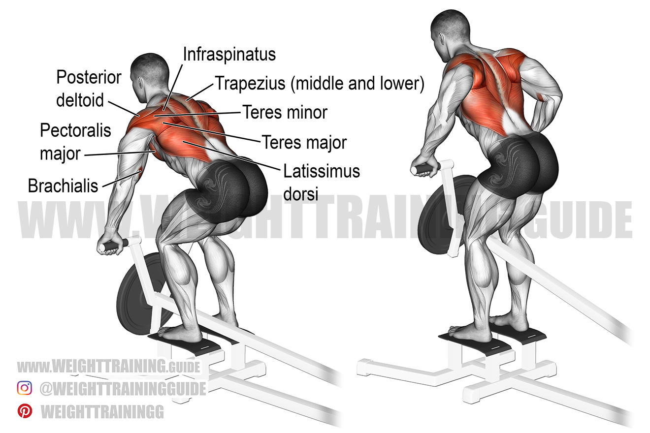 T bar Row Exercise Instructions And Video Weight Training Guide T bar Row Exercise Instructions And Video Weight Training Guide
