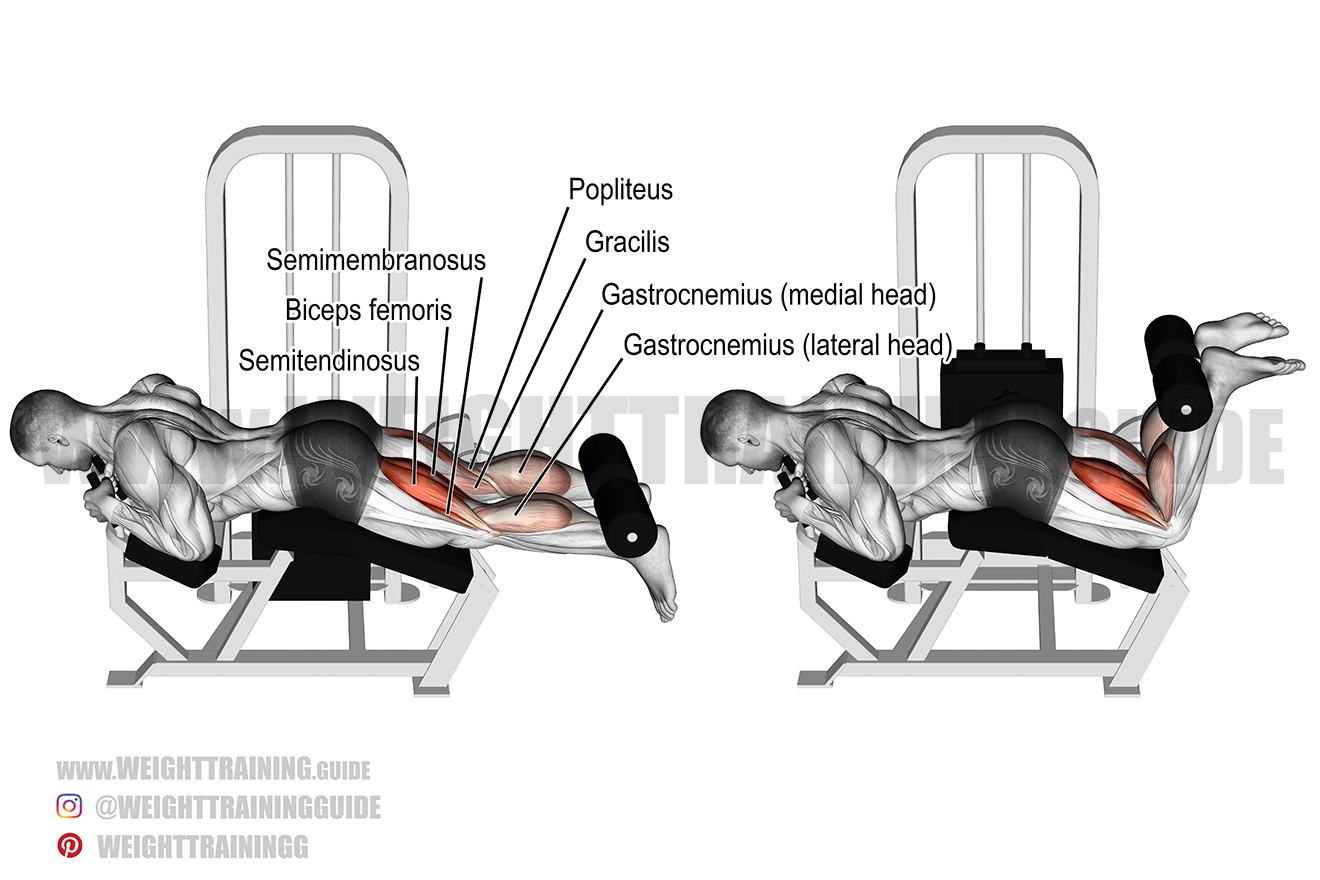 Lying Leg Curl Standards for Men and Women (lb) - Strength Level