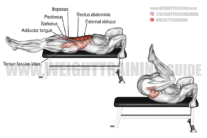 Lying leg and hip raise exercise guide and videos | Weight Training Guide