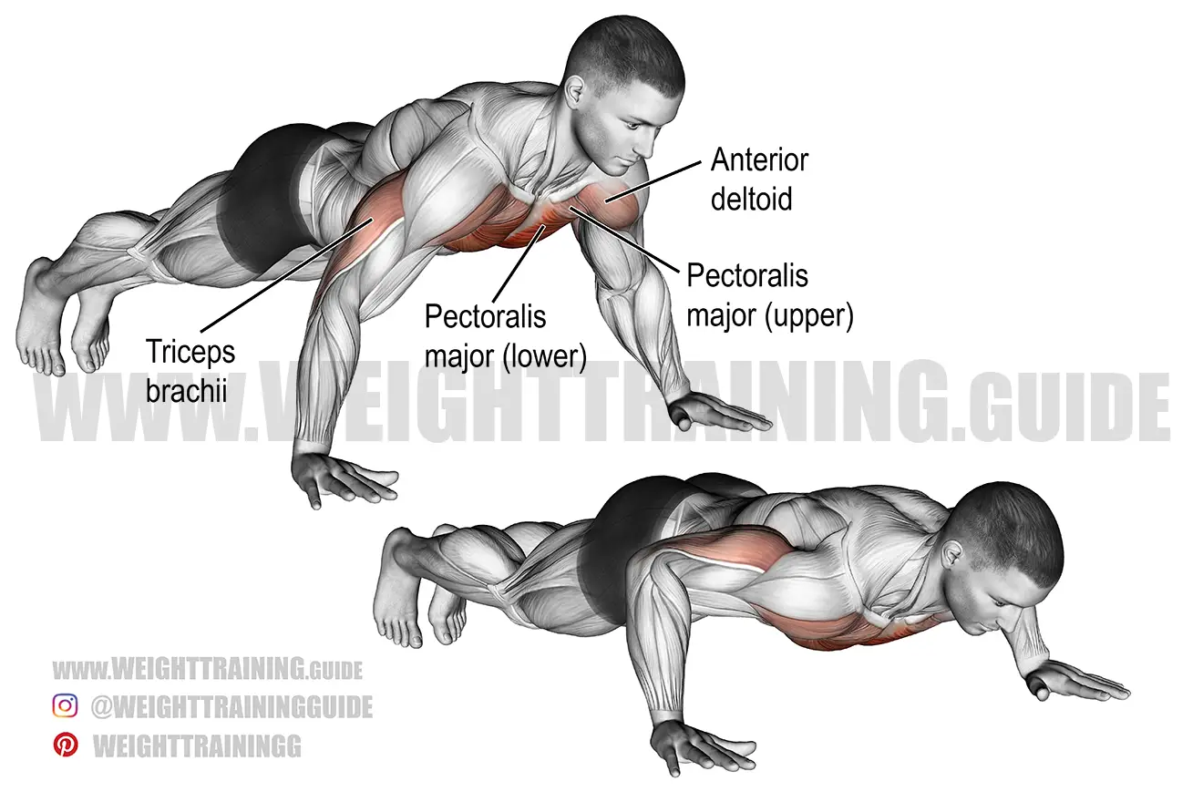 Push-up exercise instructions and videos | Weight Training Guide