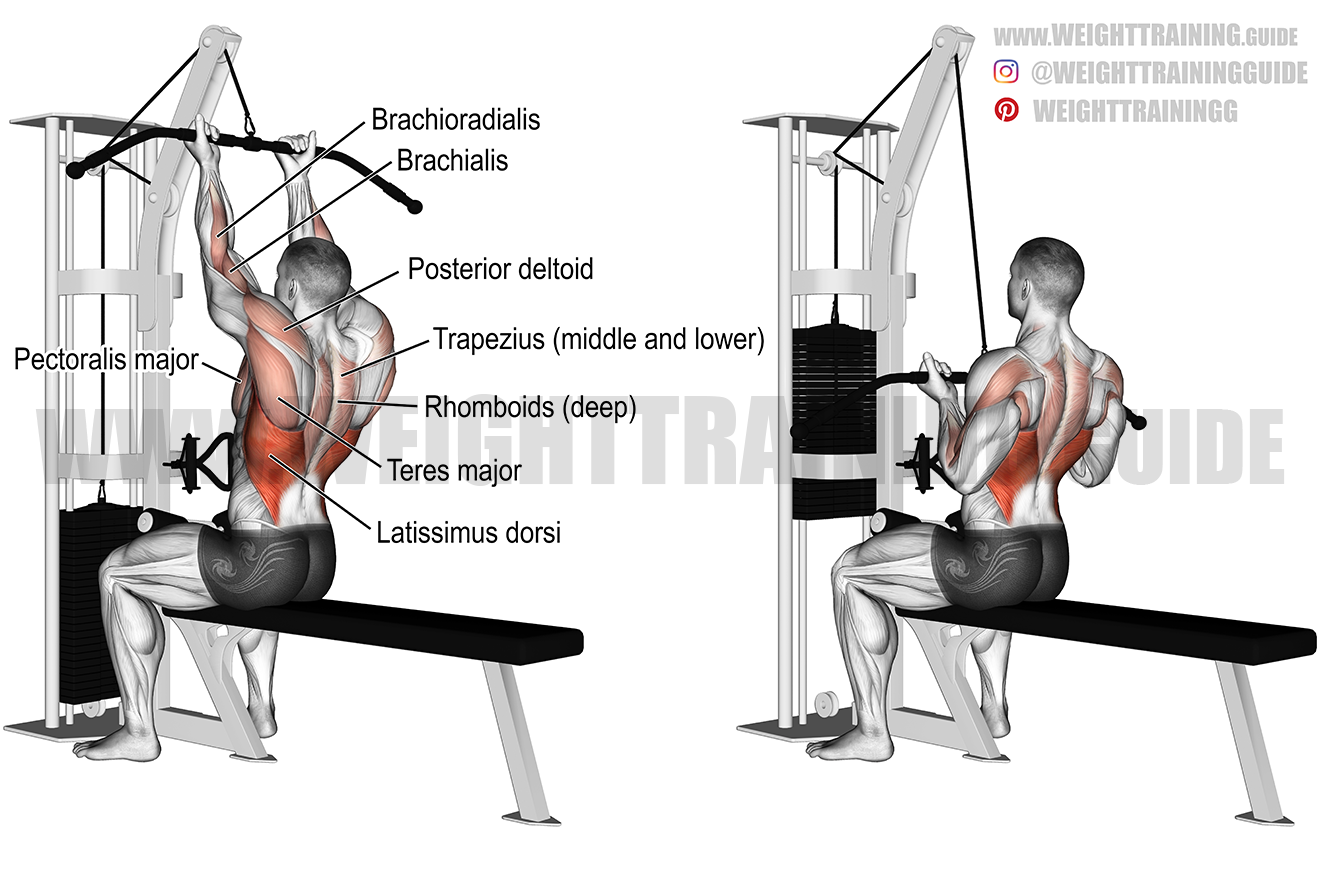Dumbbell Concentration Curl Instructions And Video Weight Training Guide