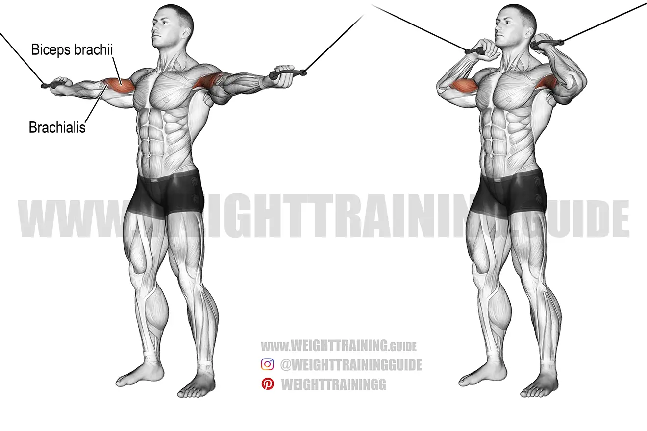 Overhead cable curl exercise