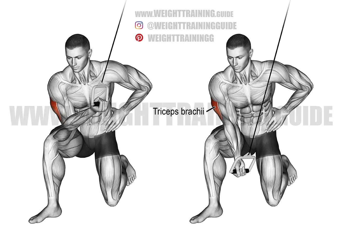cable concentration triceps extension exercise