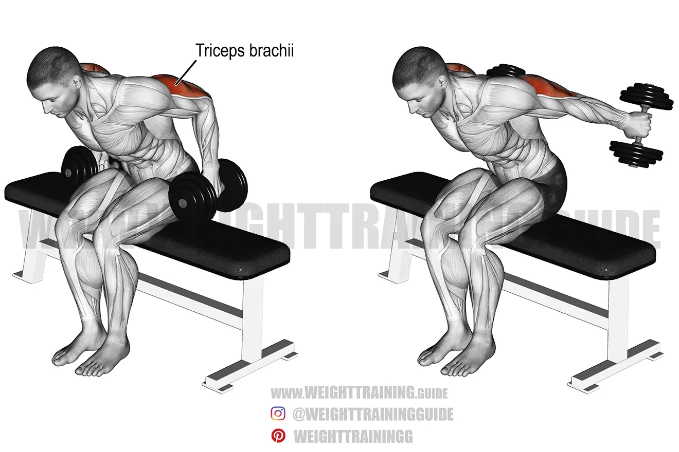 Seated bent-over two-arm dumbbell kickback exercise