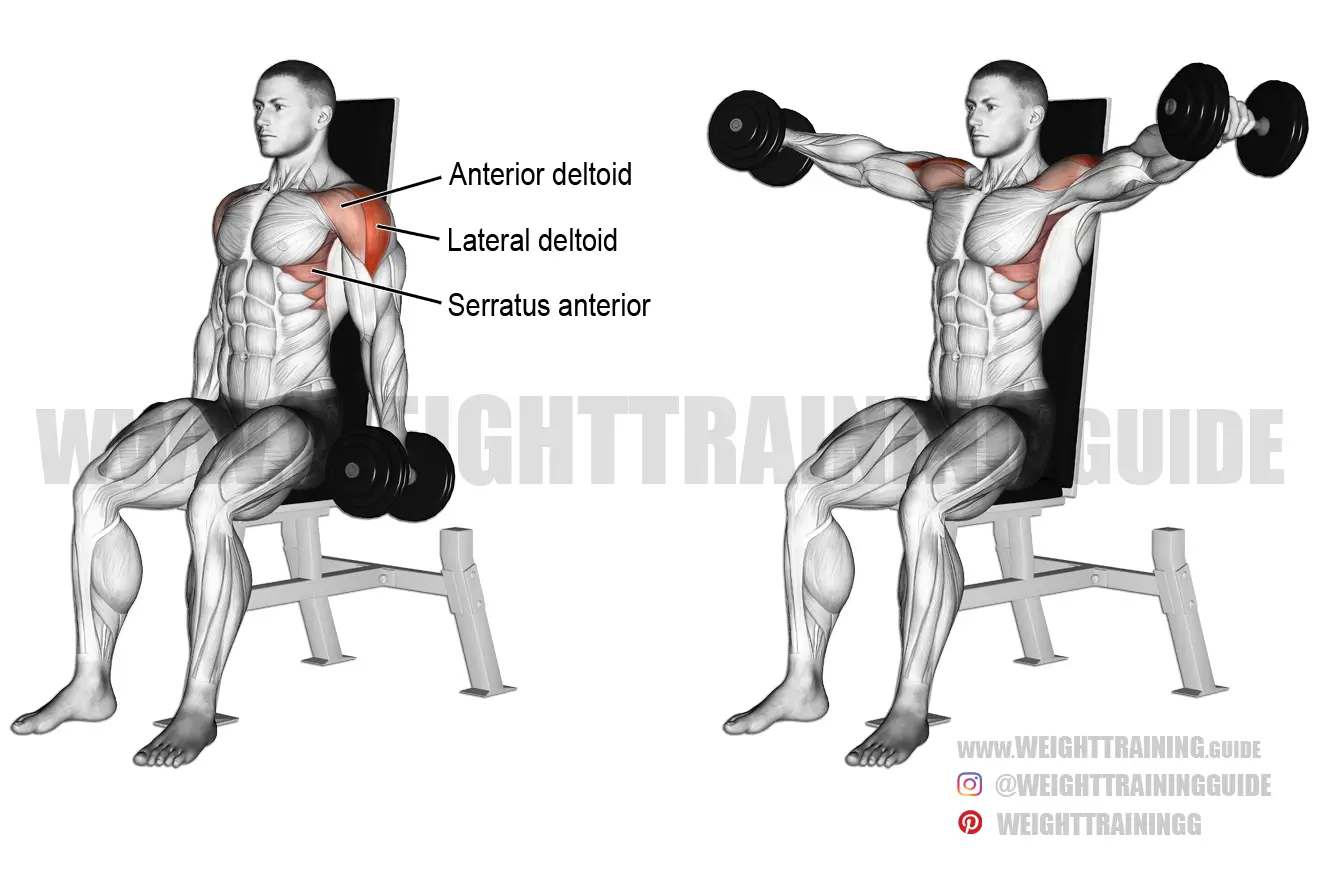Seated dumbbell lateral raise exercise