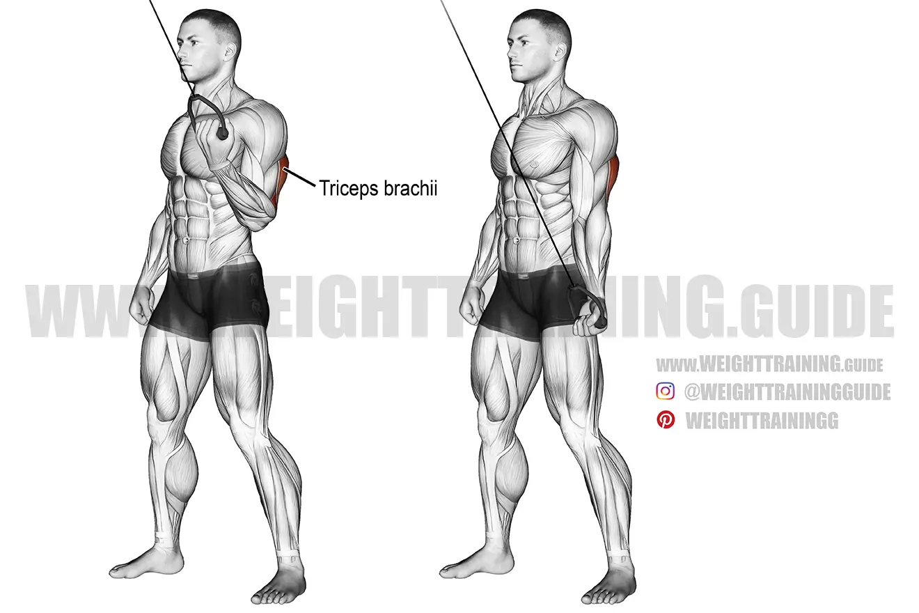 Cable one-arm reverse-grip triceps push-down exercise