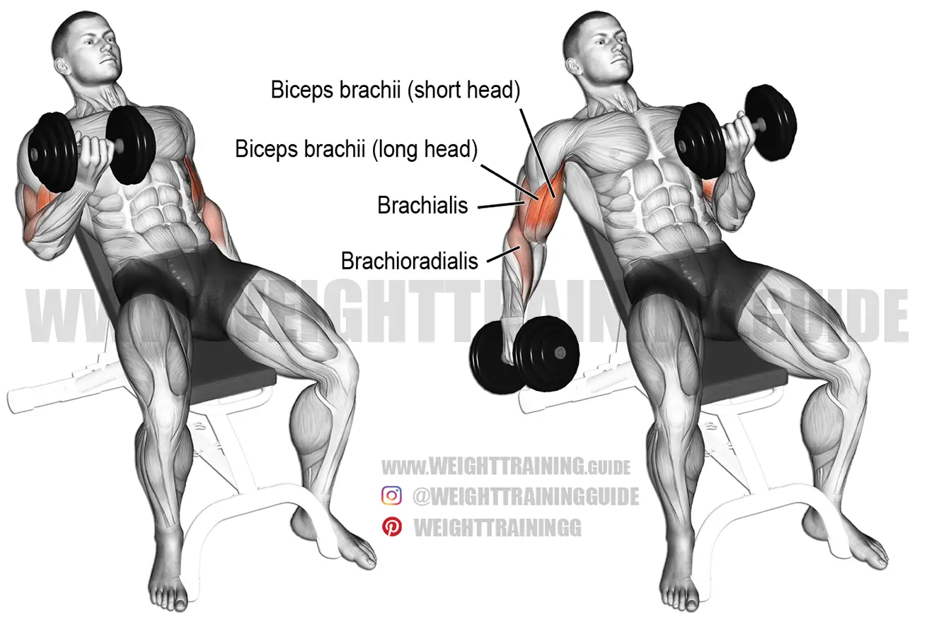Incline dumbbell curl exercise