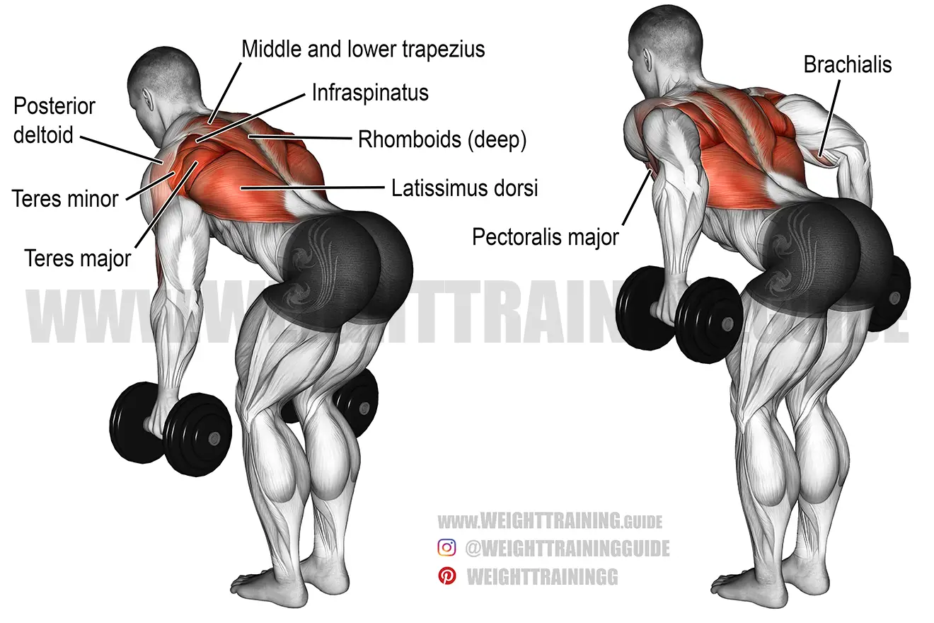 Bent-over two-arm dumbbell row exercise instructions and video