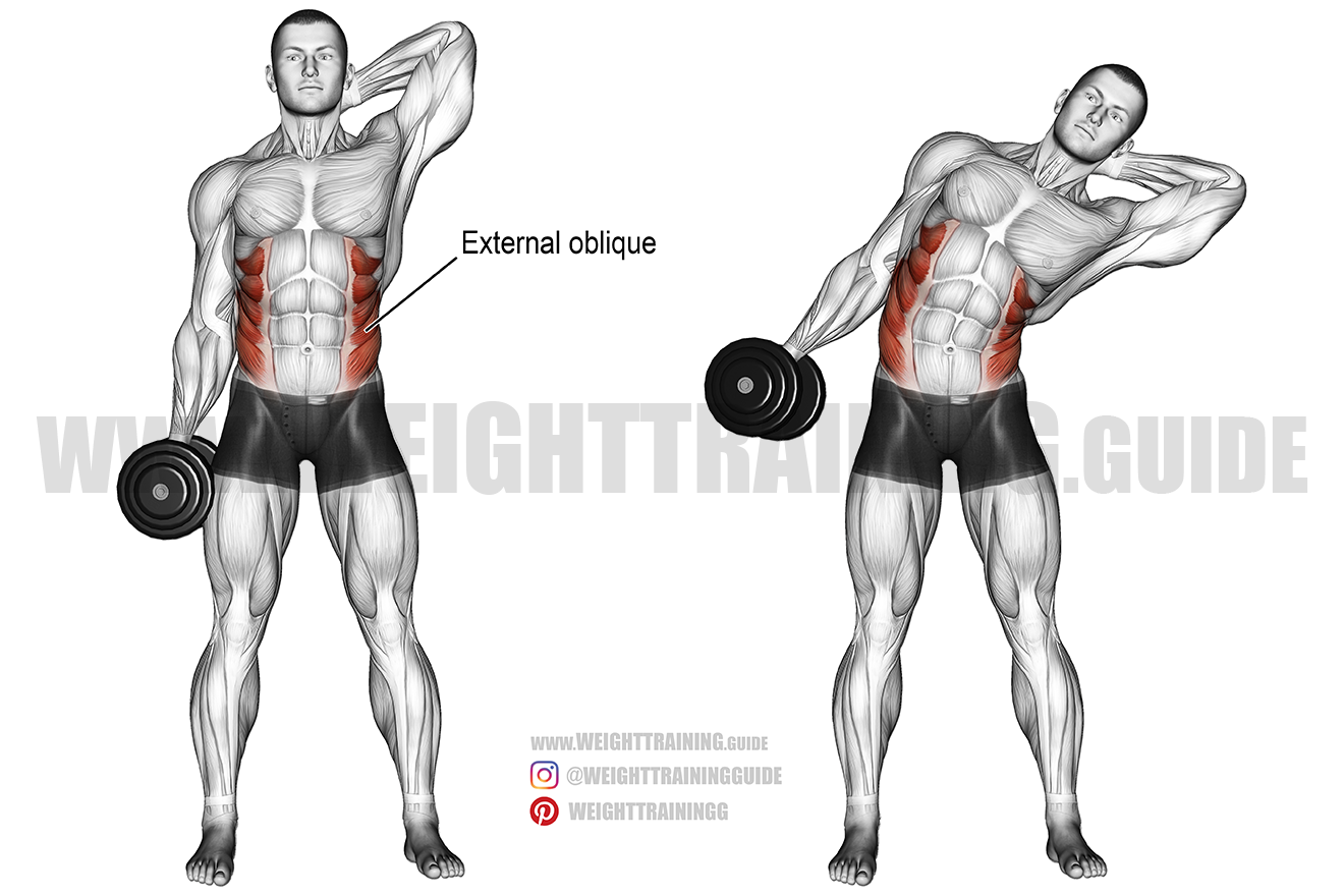 External Oblique Muscle Exercises External Oblique Muscle Exercises