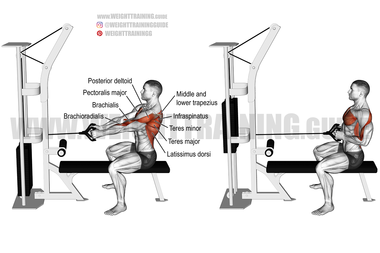 Seated Cable Row Exercise Instructions And Video Weight Training Guide Seated Cable Row Exercise Instructions And Video Weight Training Guide