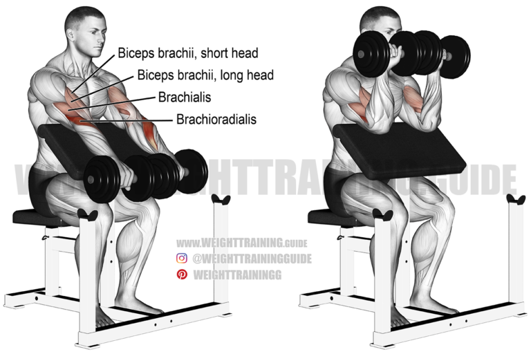 Dumbbell reverse preacher curl exercise