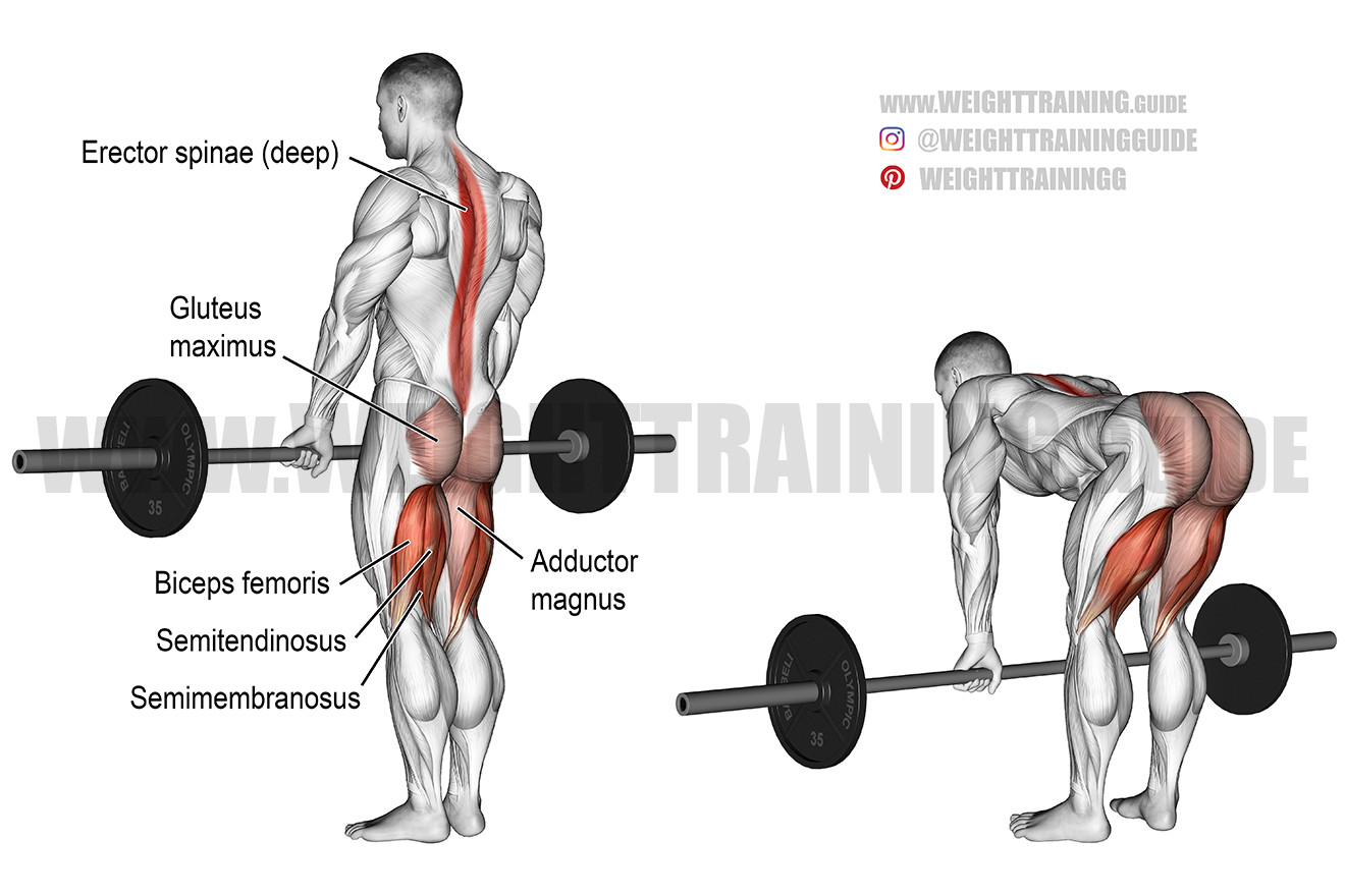 Single Leg Barbell Deadlift Single Leg Barbell Deadlift