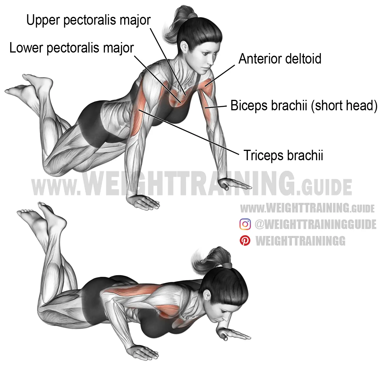 push up guide