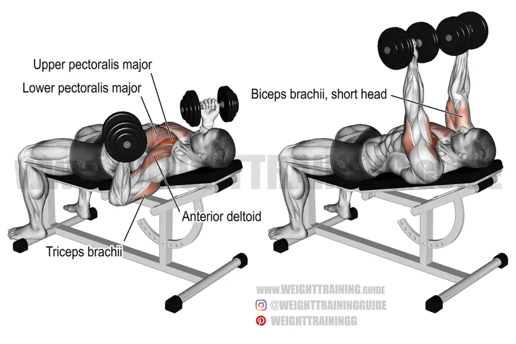 Incline reverse-grip dumbbell bench press exercise instructions and video