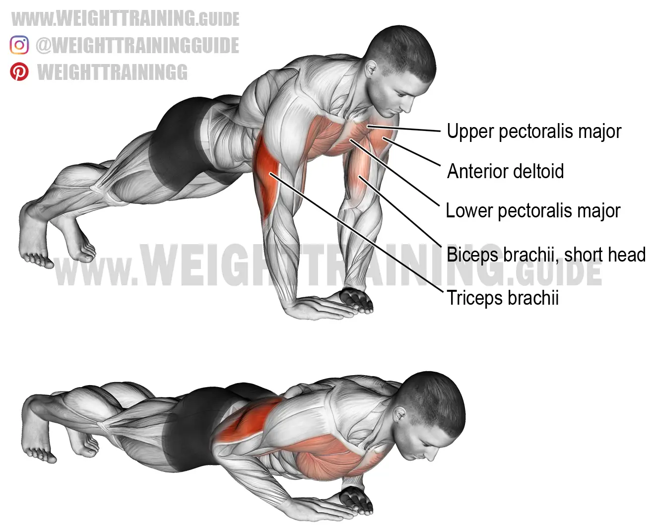 push up guide