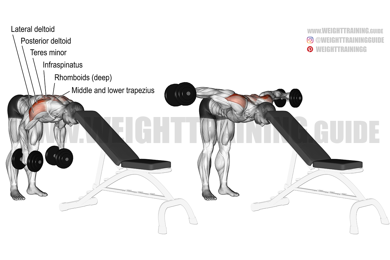 Dumbbell Reverse Fly Dumbbell Reverse Fly