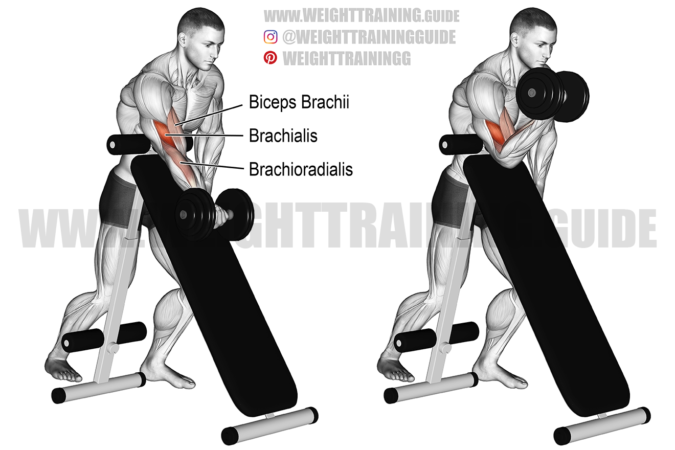 Preacher Curls Muscles Worked Preacher Curls Muscles Worked