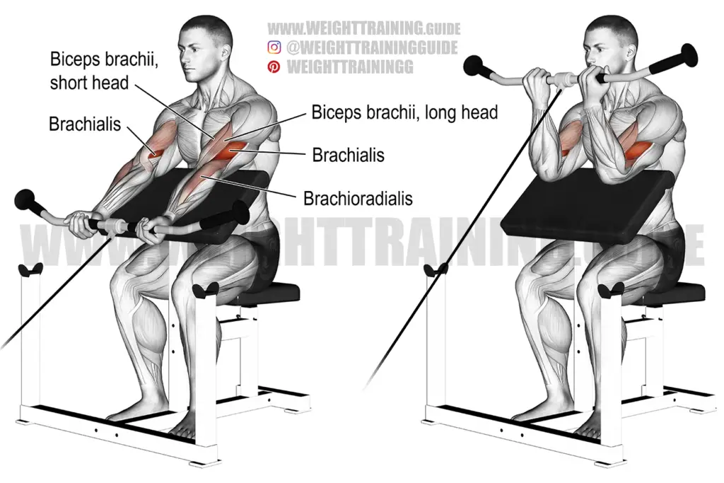 Cable preacher curl exercise instructions and video | WeightTraining.guide