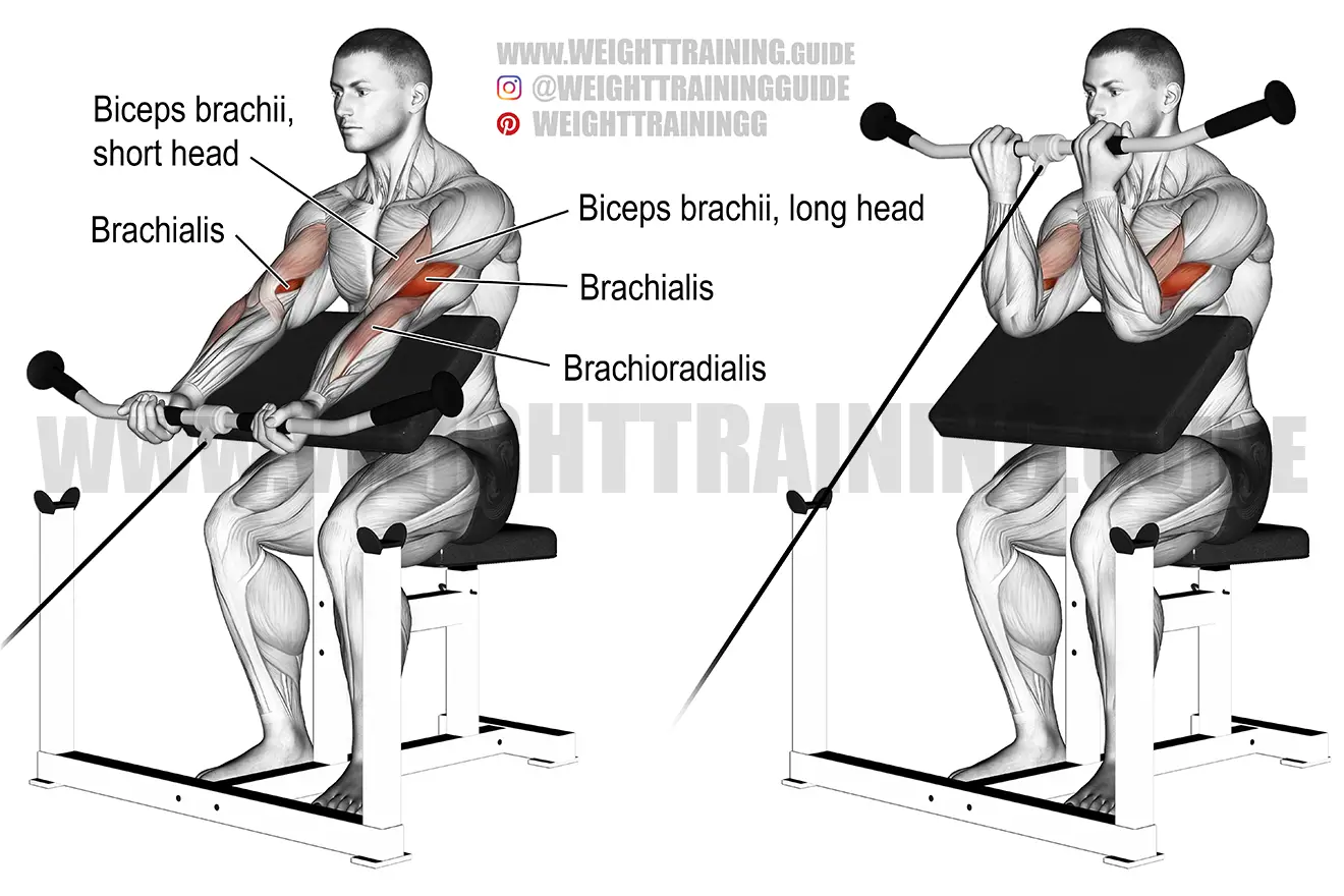 Cable preacher curl exercise