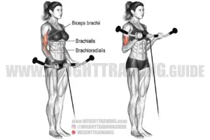 Cable curl exercise instructions and video | Weight Training Guide