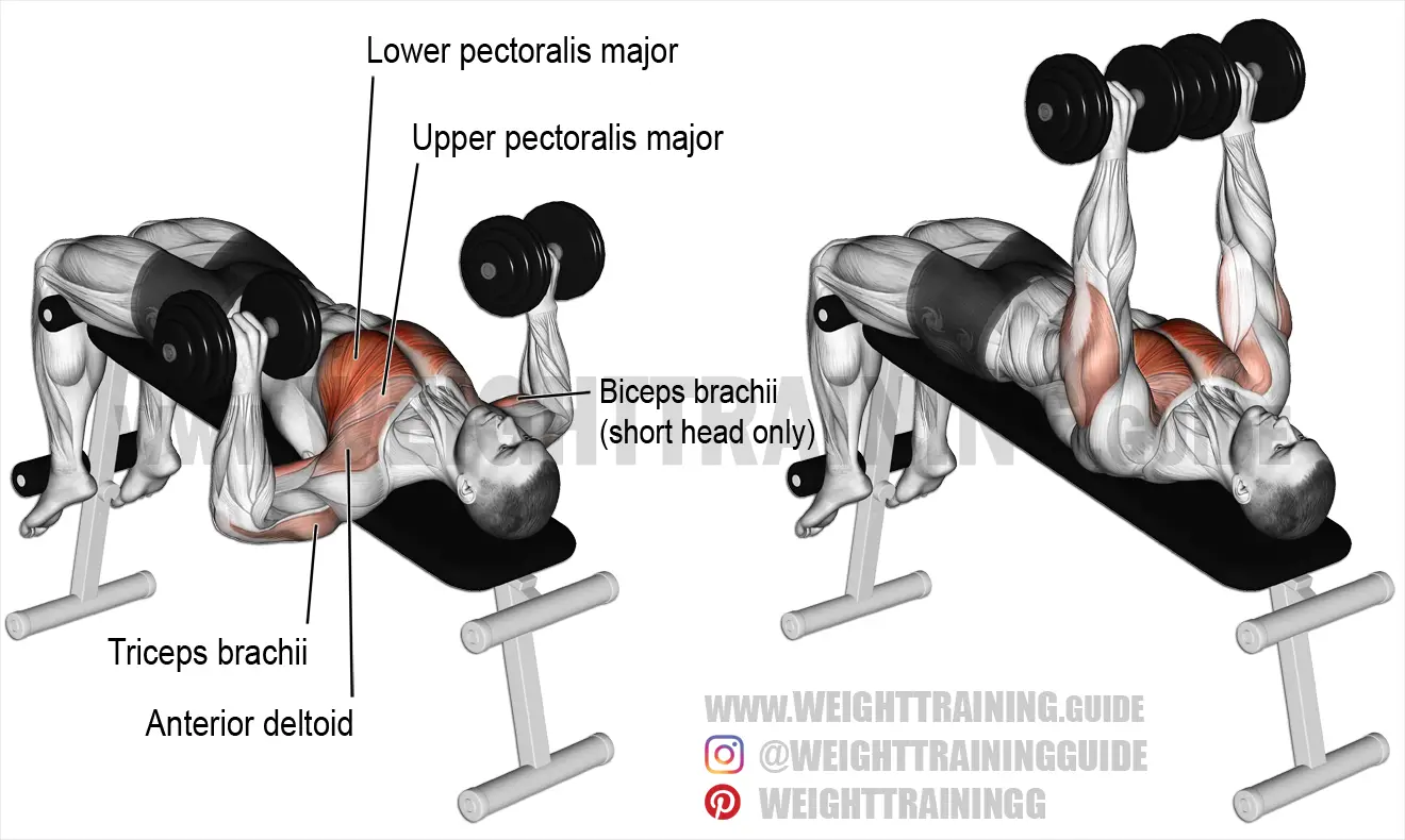Decline dumbbell bench press exercise instructions and video