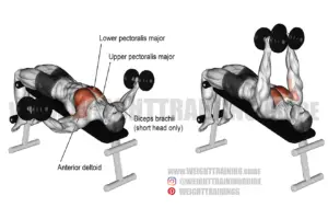 Decline dumbbell fly exercise instructions and video | WeightTraining.guide