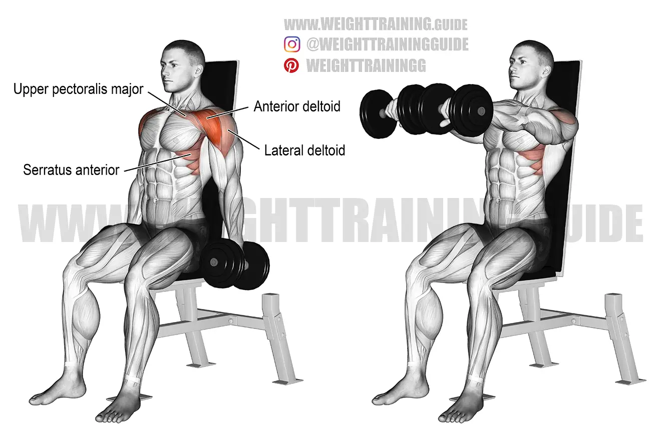 Seated dumbbell front raise exercise