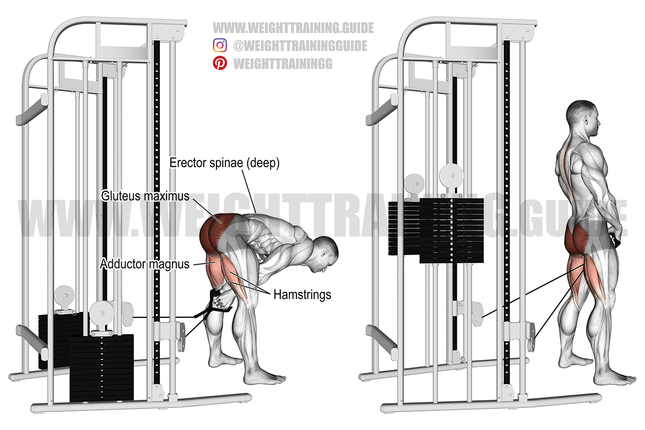 Straight leg Cable Pull through Exercise Instructions And Video