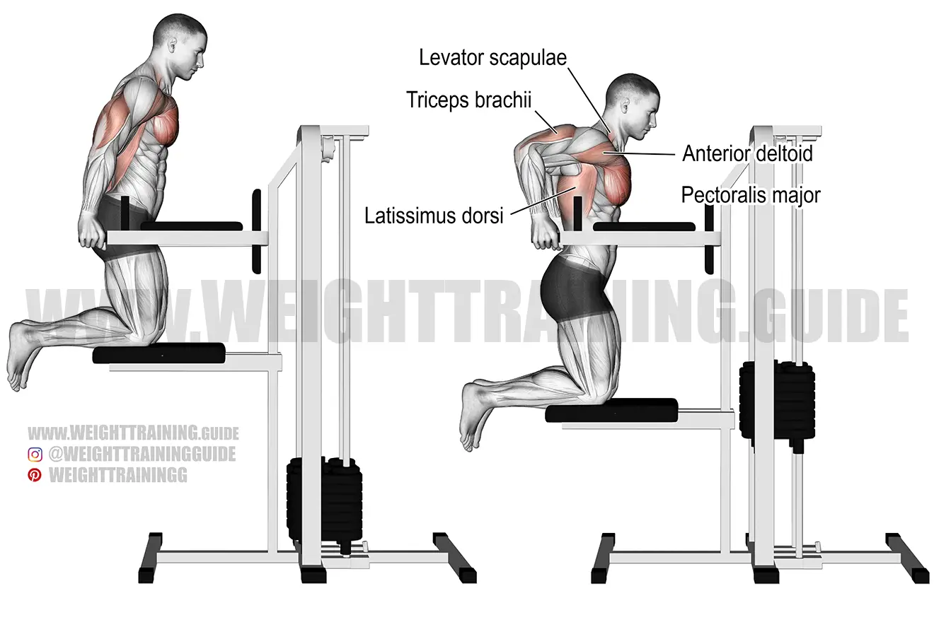 Machine-assisted triceps dip exercise